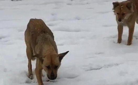 狗妈身中一箭逃脱后，坚持回到小狗身边喂奶，看了眼忍不住心疼