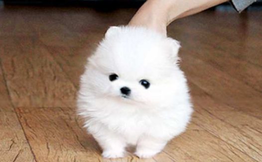 上海又见“滴血”宠物盲盒！100多只小猫小狗奄奄一息