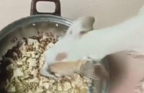 狗狗被主人抛弃，幸得好心人相助才幸免于难