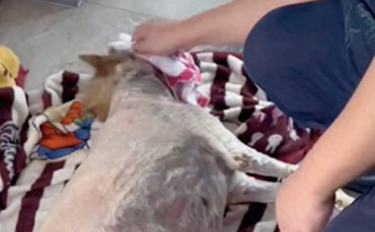 陪伴13年的狗去世，专门手工做了木箱给它下葬，很幸福