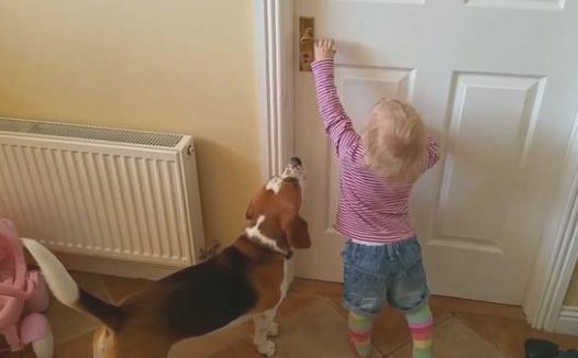 小主人开不上门,狗狗见到了后积极帮助开启,好幸福!