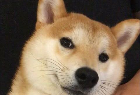 铲屎官给柴犬剪指甲, 没想到, 一时失手, 柴眼里都是泪花, 心疼死了