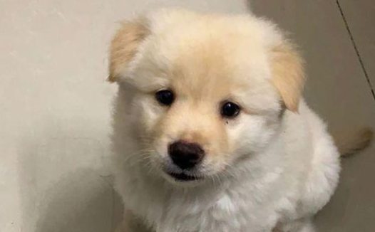 女生带著捡到的流浪狗去冼澡，得知小家伙是火锅串串，顺手就把它丢弃