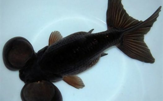 扯旗黑水泡身份信息