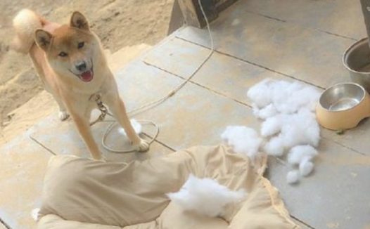 柴犬在犯错误后，见到主人家后还外露笑眯眯的小表情，狗：快点儿夸我！