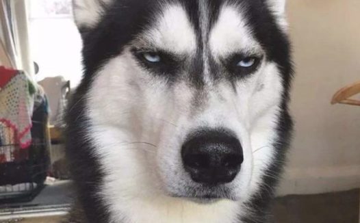 哈士奇住宅小区很是猖狂，直至道上遇到“高加索犬”，接下去一幕脸丢变大