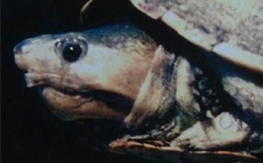 哥伦比亚泥龟身份信息