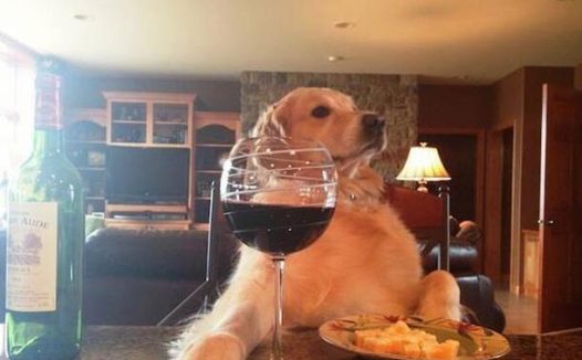 如果说模仿是最高明的拍马屁手段, 那这些狗狗简直不遗余力啊!