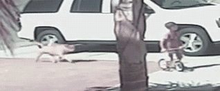 主人被恶犬咬 猫咪义无反顾冲上去搏恶犬