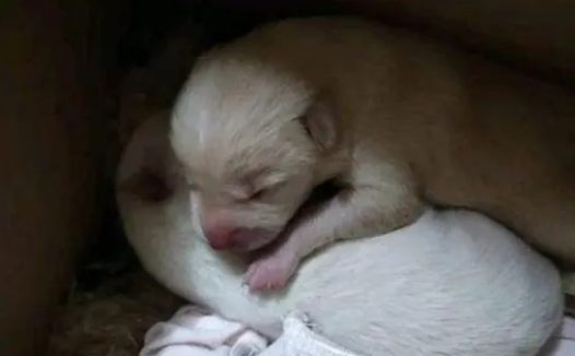 流浪狗很怕主人不要它 | 流浪小奶狗屋檐下避雨被踢飞，带回家狗狗总是担心我不要它