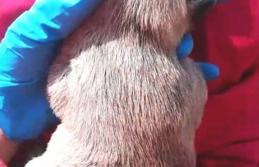 主人家顺手将刚生的小奶狗扔下就选择离开，女生抱住后生怕踩坏了