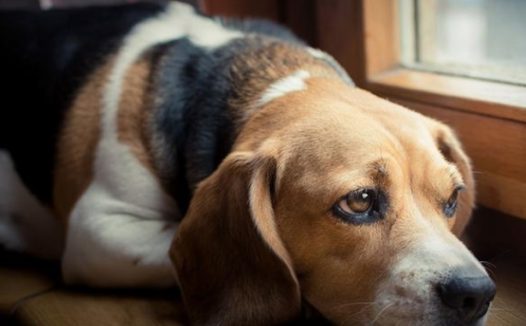 假新闻：狗狗呼吸不畅就是说肺脏出了难题？膈疝症状更要高度重视