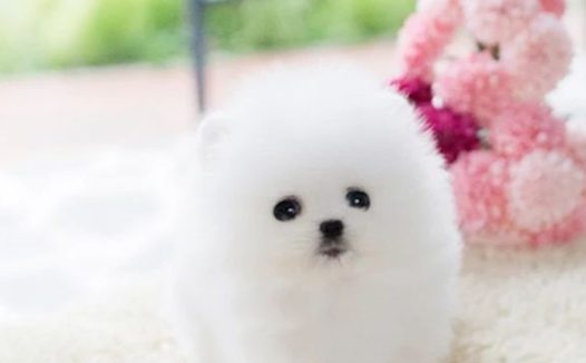 佩玛斯特狗粮真假 | 崔永元网曝非转基因狗粮 网友惊呼“波奇同款”