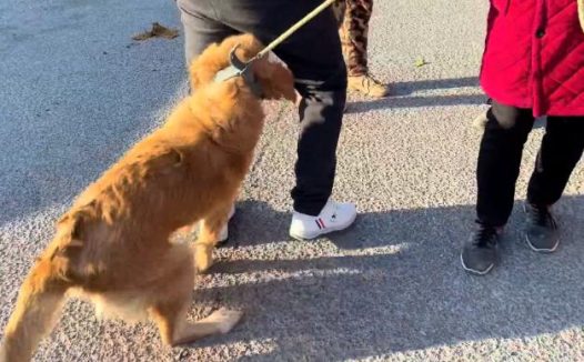 温顺金毛当着大妈的面,被揪着尾巴上了秤,转眼可怜狗狗就上了狗肉车