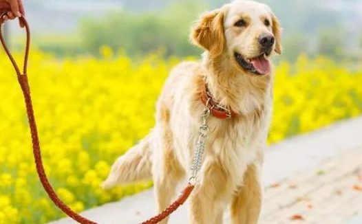 未拴绳小狗导致车祸,死者家属索赔157万!法官告诉你系狗绳有多重要!