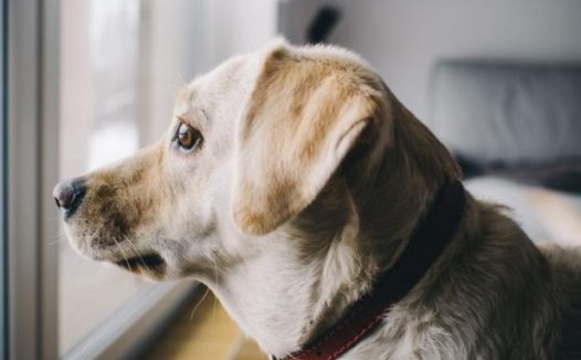 狗狗在家10小时，一直守在窗口等主人！看人让人泪目