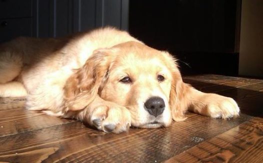 狗狗被“扔”救助站，前主人留信“它很健康，就是老饿！”