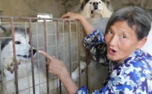 武汉婆婆救助流浪狗20年，不惜抵押儿子的房子，计划给一百多只狗送终就不再救