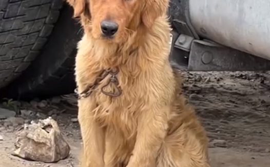 陕西女子发现不明“屠狗场”，12600元买回14只：全是大型宠物狗