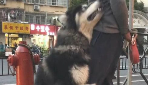 大爷遛猫遛狗太累了要回家，阿拉斯加却紧抱他大腿根部撒娇：我想再玩一会！