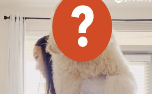 混种贵宾狗3年后失控长成巨兽，妈妈抱到手软