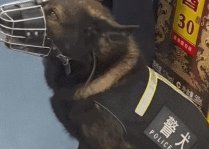 网友乘地铁发现警犬已戴上嘴套