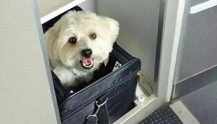 只要800元!抱着猫狗坐飞机 海南航空推出客舱宠物运输服务