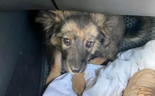 小狗每天守在妈妈身边，不知妈妈早已离世，小狗：妈妈，别睡了！