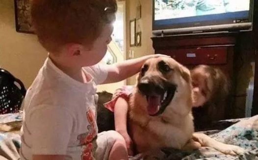 刚收养的狼犬忽然扑向家里7岁的小女儿，原本吓呆的家人最后却被感动哭……