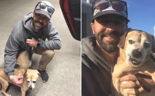 打动!英国一位热心人千里迢迢送小狗和垂危的主人团聚