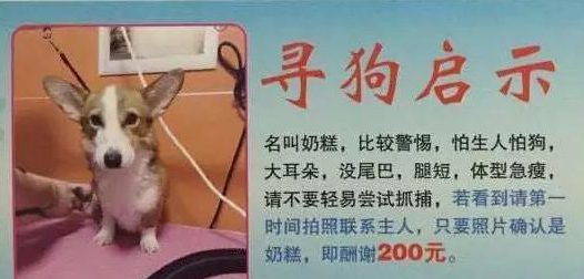 寻狗攻略——希望能帮助所有丢失的狗狗和主人团聚