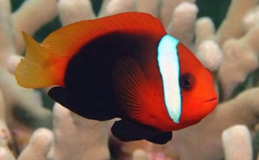 黑红小丑身份信息