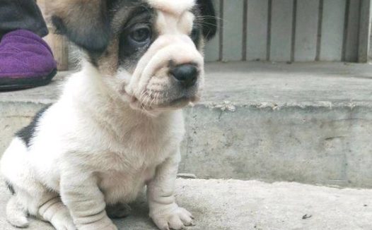 主人带著自己狗子在溜达，接下去风格一变，女生不相信它是确实