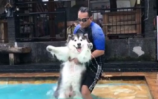 雪橇犬准备进行游泳特训 高举双手投降求饶