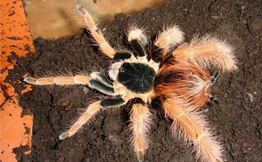 哥伦比亚红脚身份信息