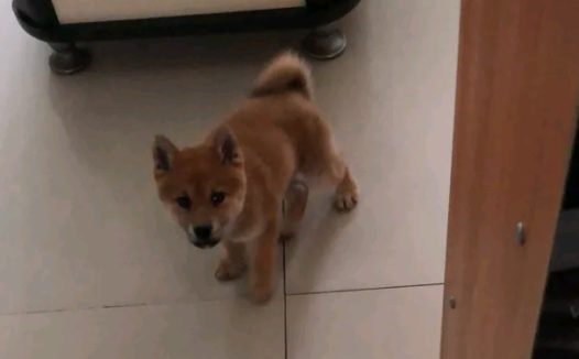 柴犬感觉地面上太冰，它跑来和主人玩，原来是以便上布艺沙发