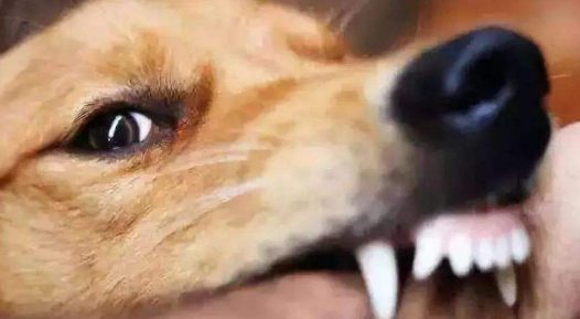 如果被动物咬伤了怎么办?特别是自己家的小猫小狗