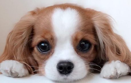 幼犬吃撑了一般要几天恢复正常