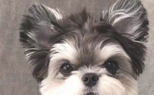 为了更好地让雪纳瑞色香味俱全更强,狗贩子把他们的耳朵里面截成环形、小尾巴断开