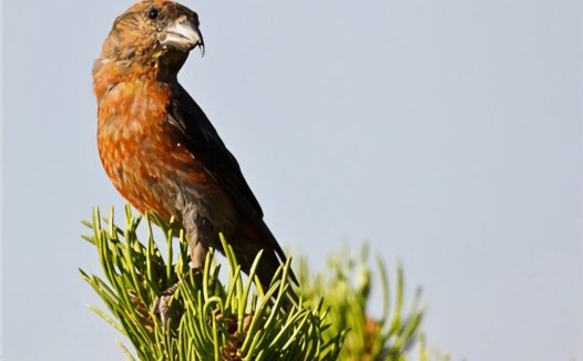 交嘴雀身份信息