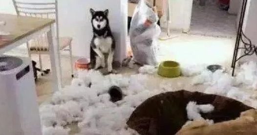 天空中传来狗叫，帅哥抬头一看，原来是自己家的二哈