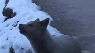 流浪犬送去狗崽后离去，漂亮美女偷偷追踪，见到的一幕禁不住痛哭！