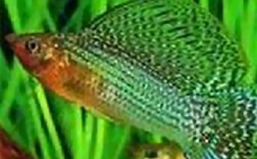 摩利鱼身份信息