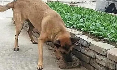 主人带狗狗外出,没走多长时间就叼回一个东西,主人一看开心坏掉