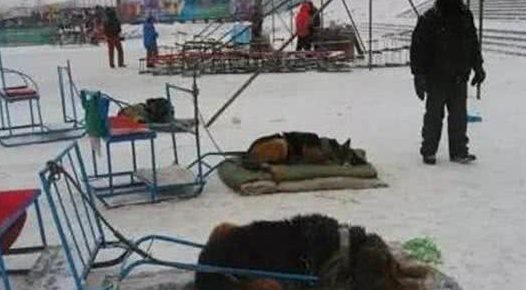 可怜雪橇犬拉客跑一圈只收10块,每天只有几颗馒头和剩下的骨头