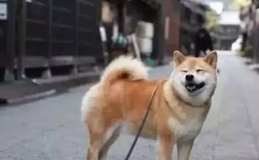 外出把柴犬交给老妈养，回来看到后，网友：这是要向我看齐吗？