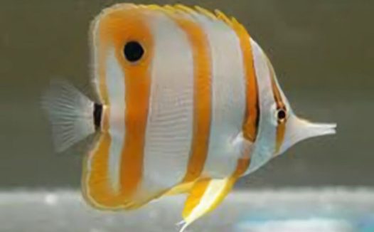 铁嘴鱼身份信息