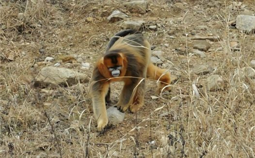 金丝猴身份信息