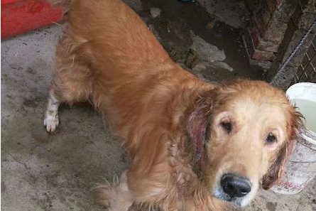 因病主人把养了4年的金毛丢弃，看着主人背影，狗狗表情让人泪奔~