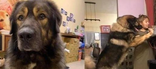 狗狗在家挖出一把钞票，男主人回家秒跪，女主人：今晚加菜